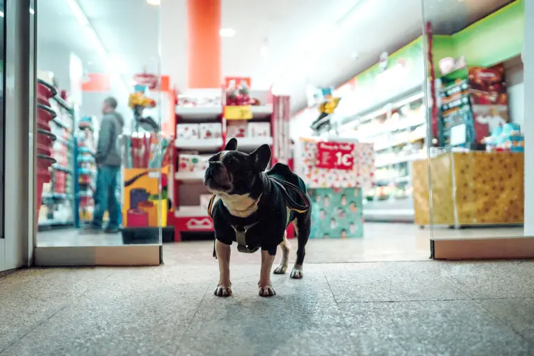 Hund in einem modernen Tierbedarfsgeschäft mit Verkaufsregalen